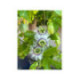 Passiflore flame ruby - Passiflora edulis -