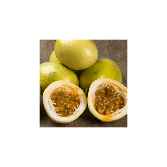 Passiflore 'panama gold' - Passiflora edulis