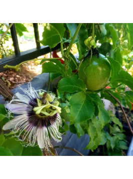 Passiflore 'panama gold' - Passiflora edulis