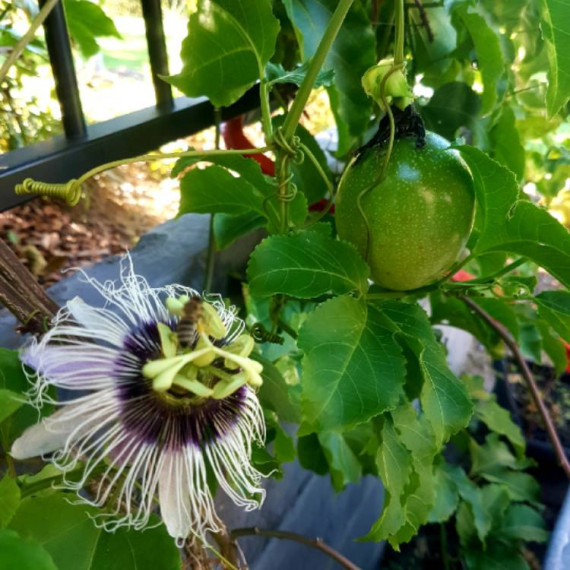 Passiflore 'panama gold' - Passiflora edulis