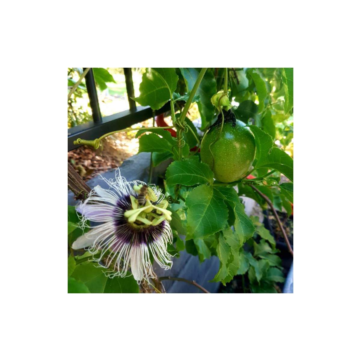 Passiflore 'panama gold' - Passiflora edulis