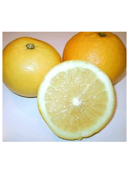 Pomelo 'Marsh' seedless - Citrus paradisii