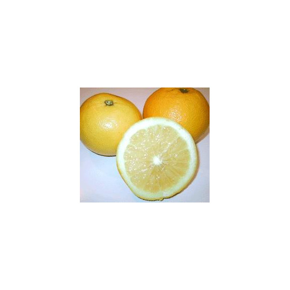 Pomelo 'Marsh' seedless - Citrus paradisii