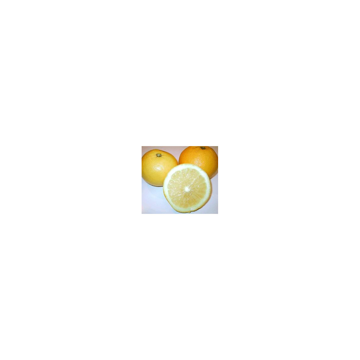 Pomelo 'Marsh' seedless - Citrus paradisii