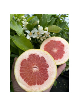 Pomelo rose. Citrus paradisi 'Star ruby'