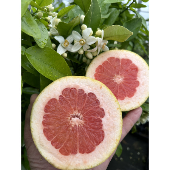 Pomelo rose. Citrus paradisi 'Star ruby'