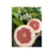 Pomelo rose. Citrus paradisi 'Star ruby'