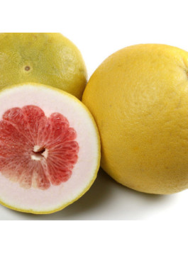 Pomelo rose. Citrus paradisi 'Red blush'