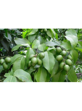 Mamon verde - Quenettier - Melicoccus bijugatus