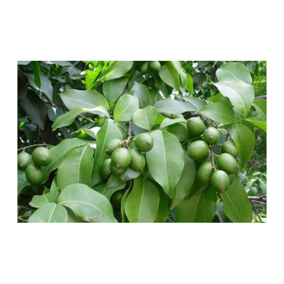 Mamon verde - Quenettier - Melicoccus bijugatus