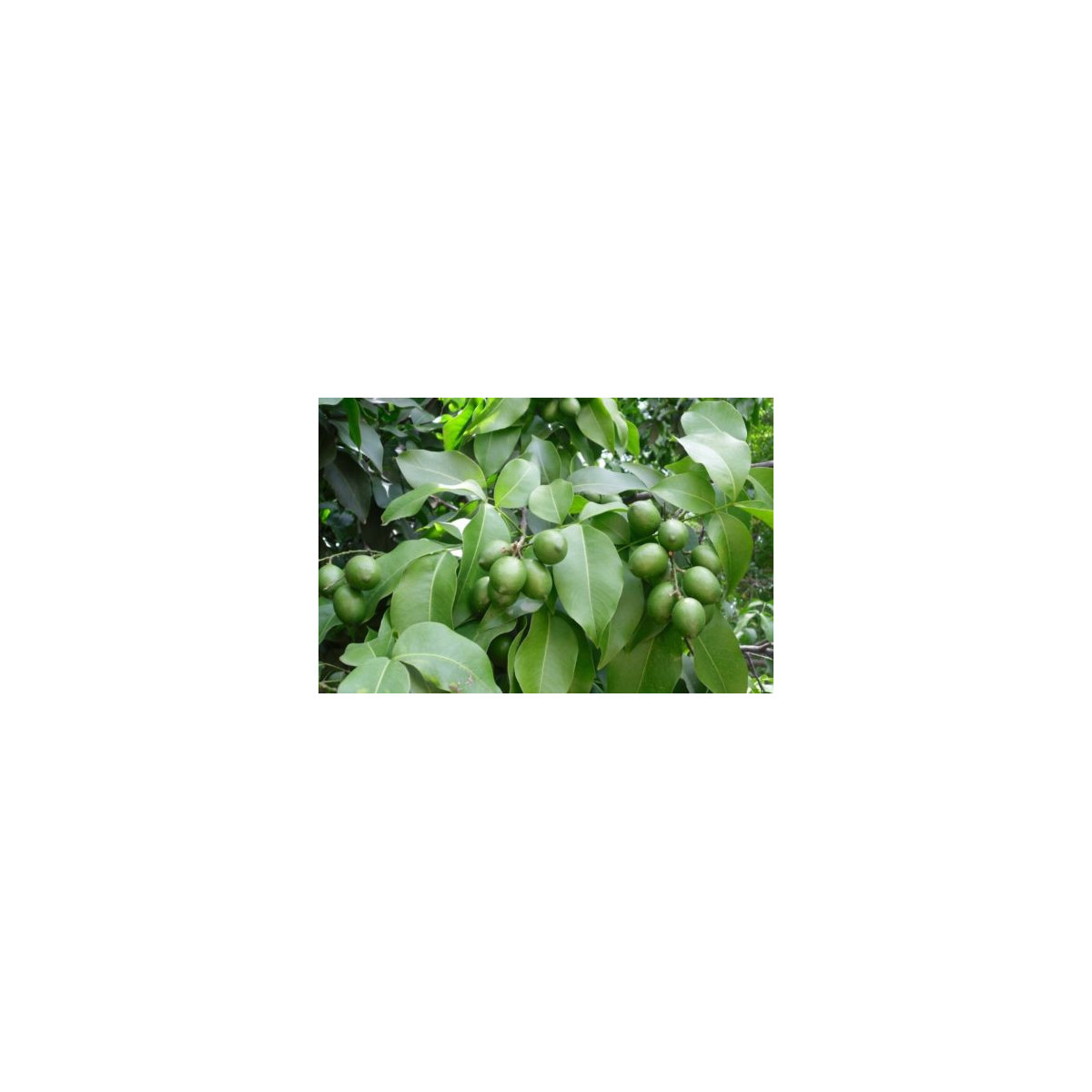 Mamon verde - Quenettier - Melicoccus bijugatus