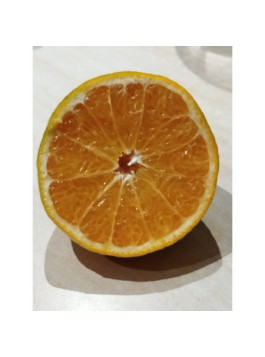 Dekopon - Subarashi - Shiranui -Citrus x tangelo Shiranui