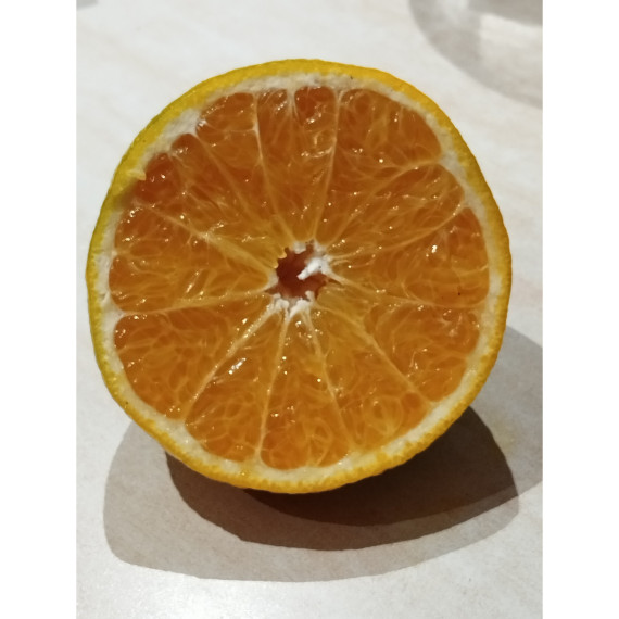 Dekopon - Subarashi - Shiranui -Citrus x tangelo Shiranui