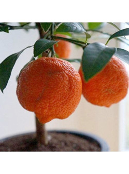 Citron limette rouge -  Citrus x limonia ’di rangpur’