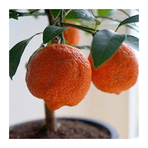 Citron limette rouge -  Citrus x limonia ’di rangpur’