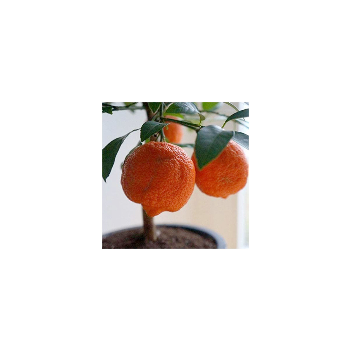 Citron limette rouge -  Citrus x limonia ’di rangpur’