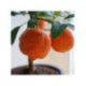 Citron limette rouge -  Citrus x limonia ’di rangpur’