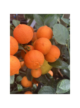 Citron limette rouge -  Citrus x limonia ’di rangpur’