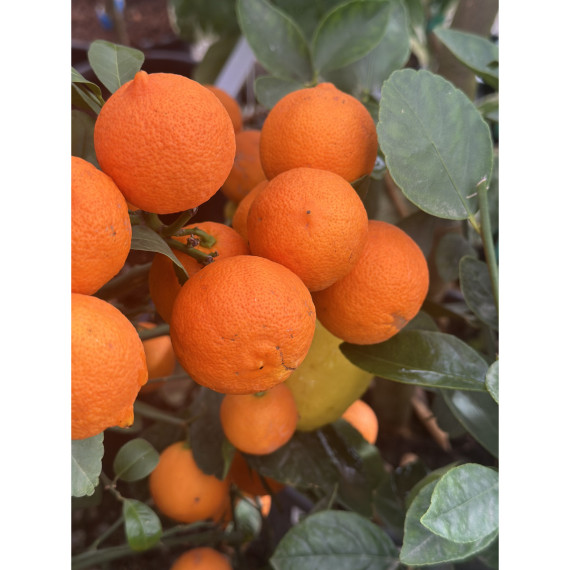 Citron limette rouge -  Citrus x limonia ’di rangpur’