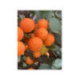 Citron limette rouge -  Citrus x limonia ’di rangpur’