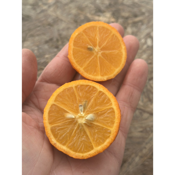 Citron limette rouge -  Citrus x limonia ’di rangpur’