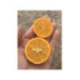 Citron limette rouge -  Citrus x limonia ’di rangpur’