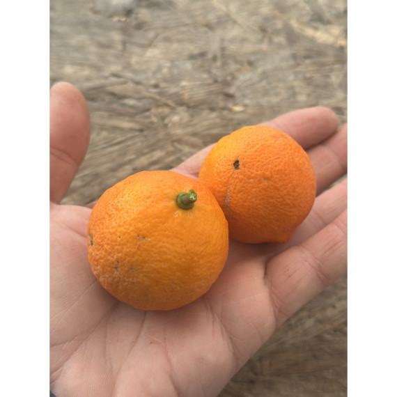 Citron limette rouge -  Citrus x limonia ’di rangpur’