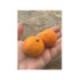 Citron limette rouge -  Citrus x limonia ’di rangpur’