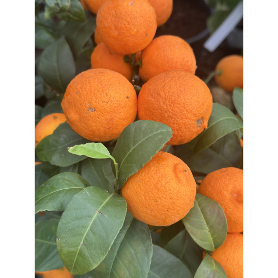 Citron limette rouge -  Citrus x limonia ’di rangpur’