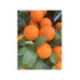 Citron limette rouge -  Citrus x limonia ’di rangpur’