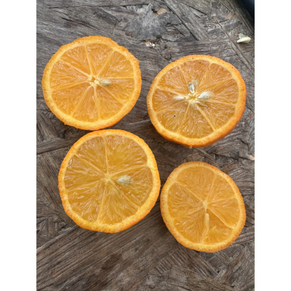 Citron limette rouge -  Citrus x limonia ’di rangpur’
