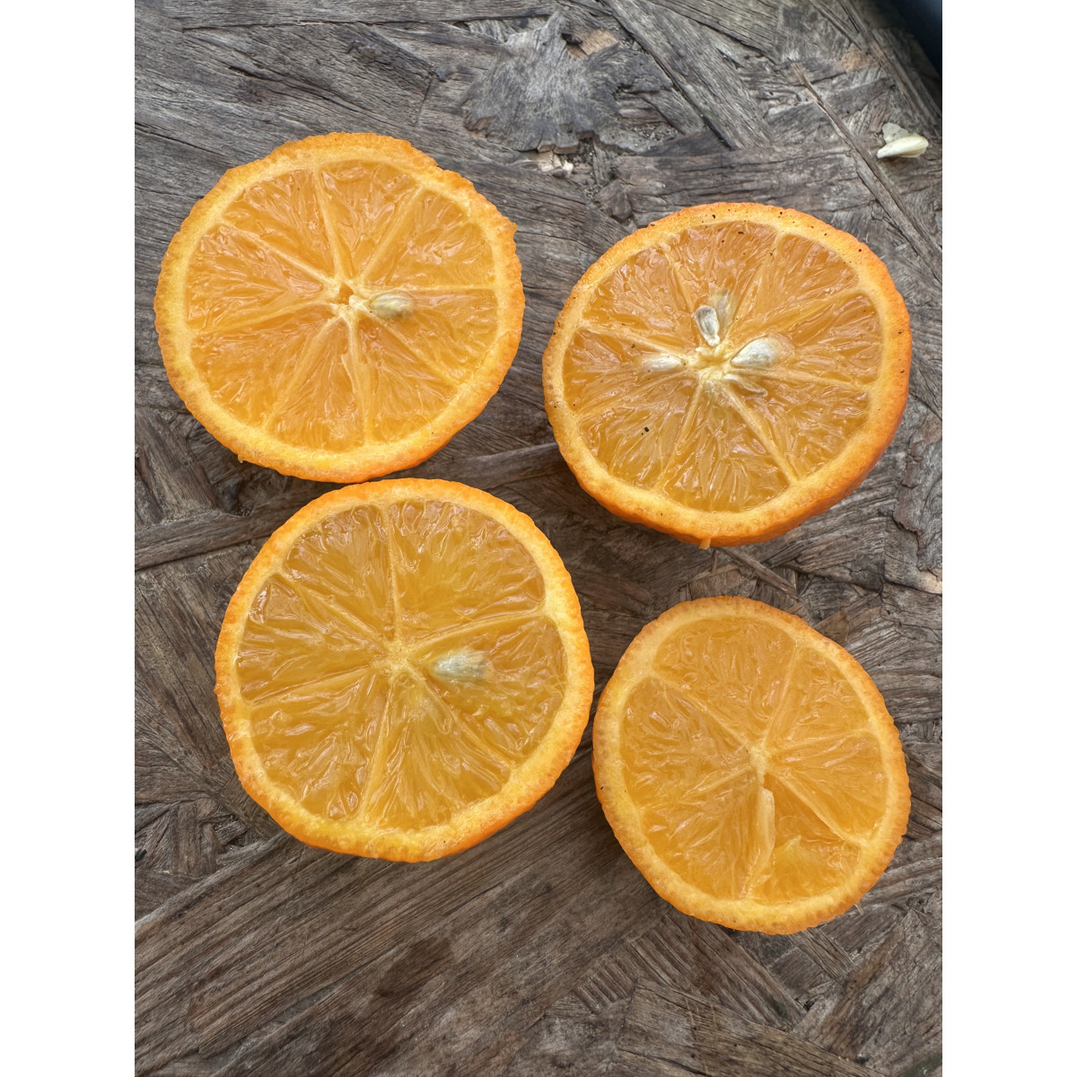 Citron limette rouge -  Citrus x limonia ’di rangpur’