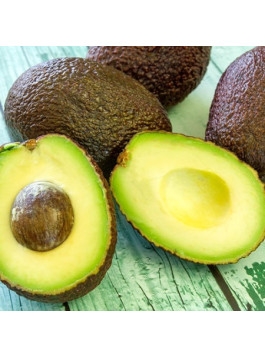 Avocatier Hass - Persea americana