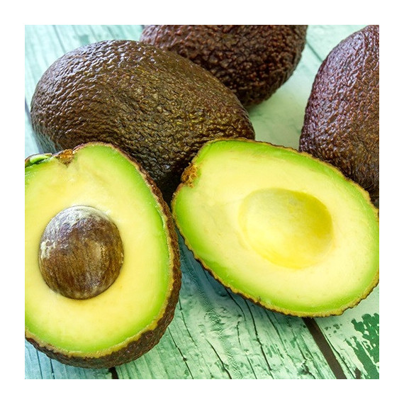 Avocatier Hass - Persea americana