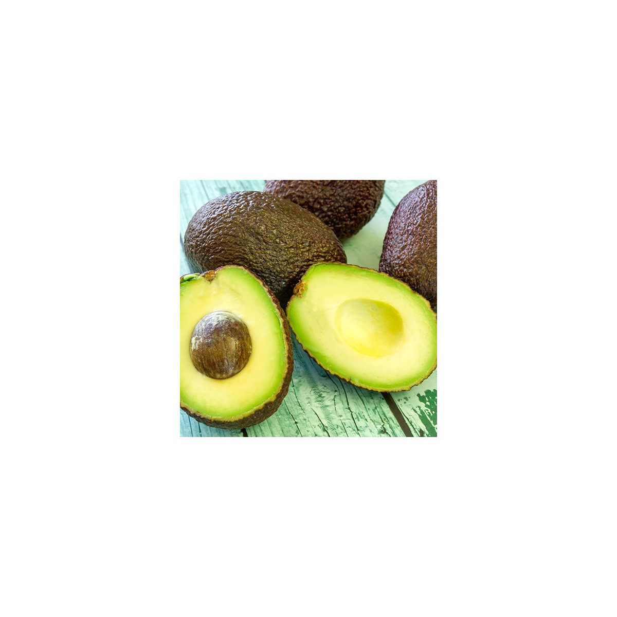 Avocatier Hass - Persea americana