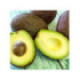 Avocatier Hass - Persea americana