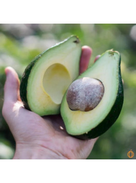 Avocatier 'Lula' - persea americana