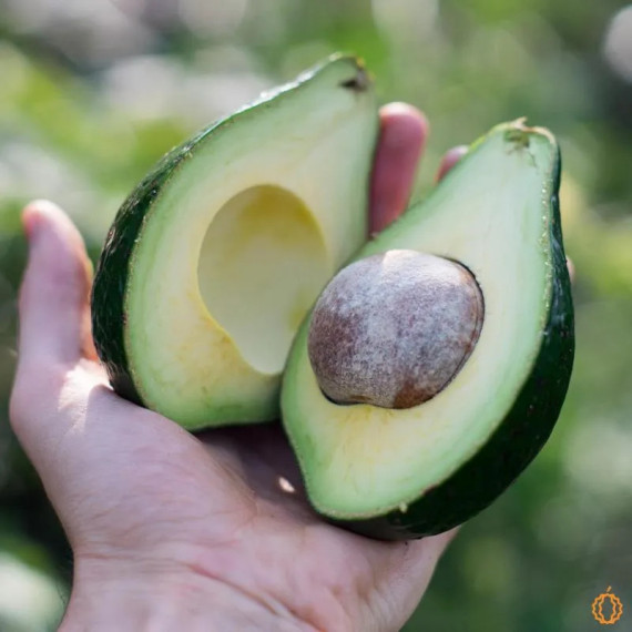 Avocatier 'Lula' - persea americana