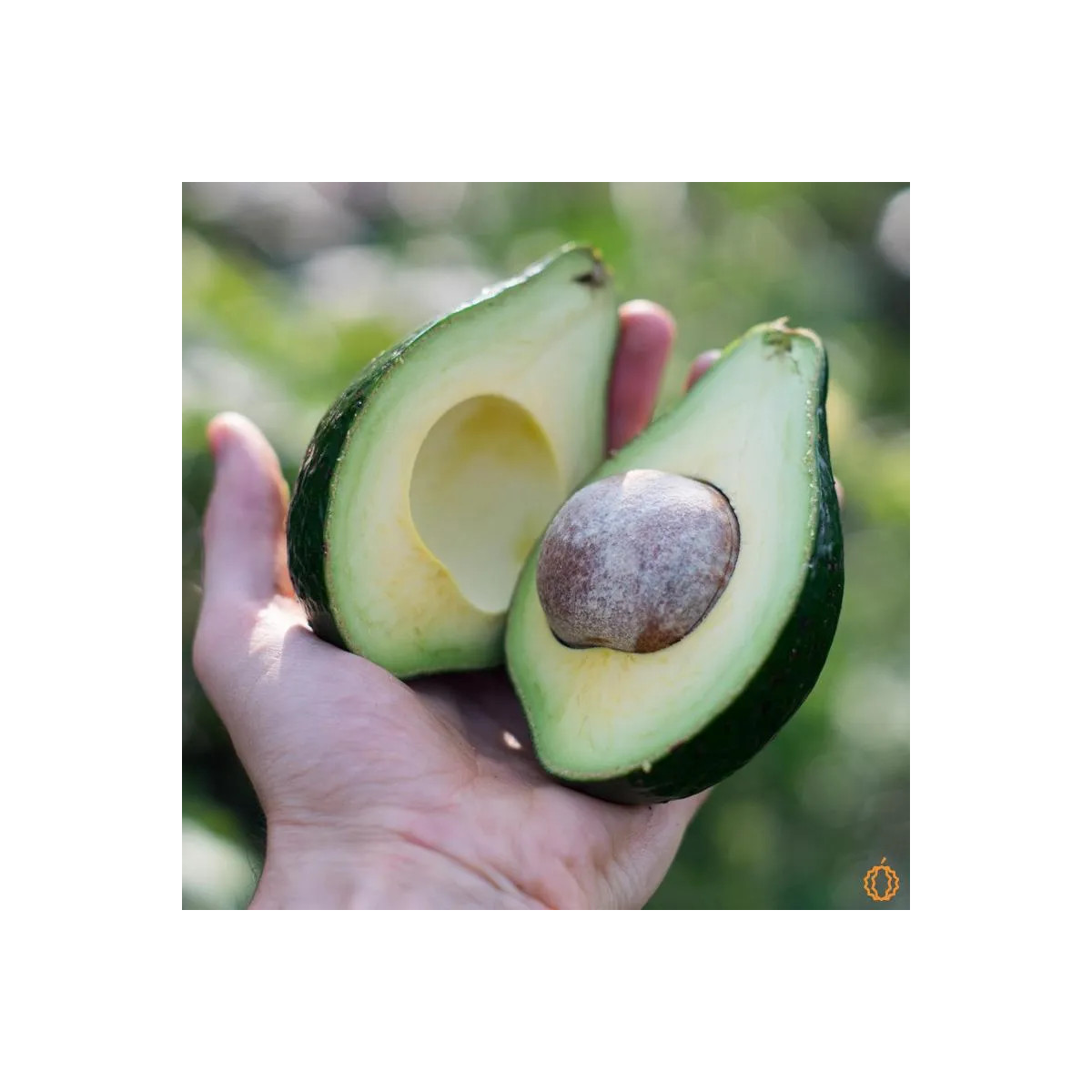 Avocatier 'Lula' - persea americana