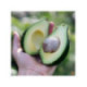 Avocatier 'Lula' - persea americana
