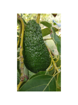 Avocatier Pinkerton - Persea americana