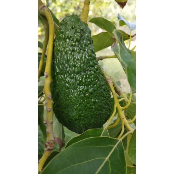 Avocatier Pinkerton - Persea americana