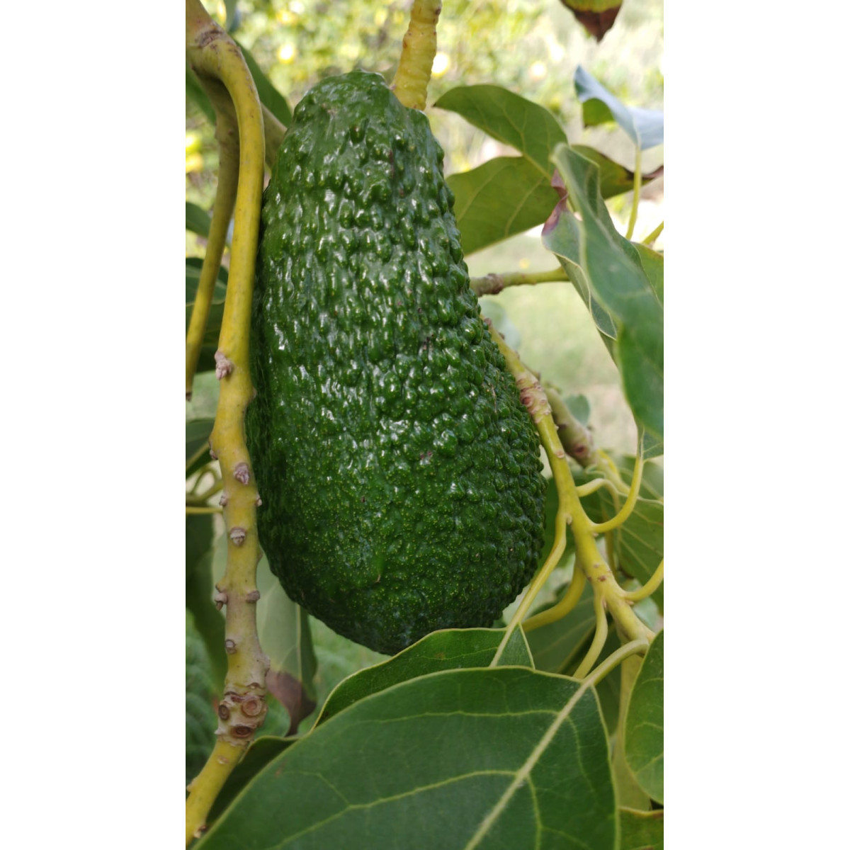 Avocatier Pinkerton - Persea americana