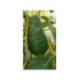Avocatier Pinkerton - Persea americana
