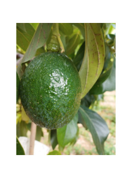 Avocatier Reed - Persea americana