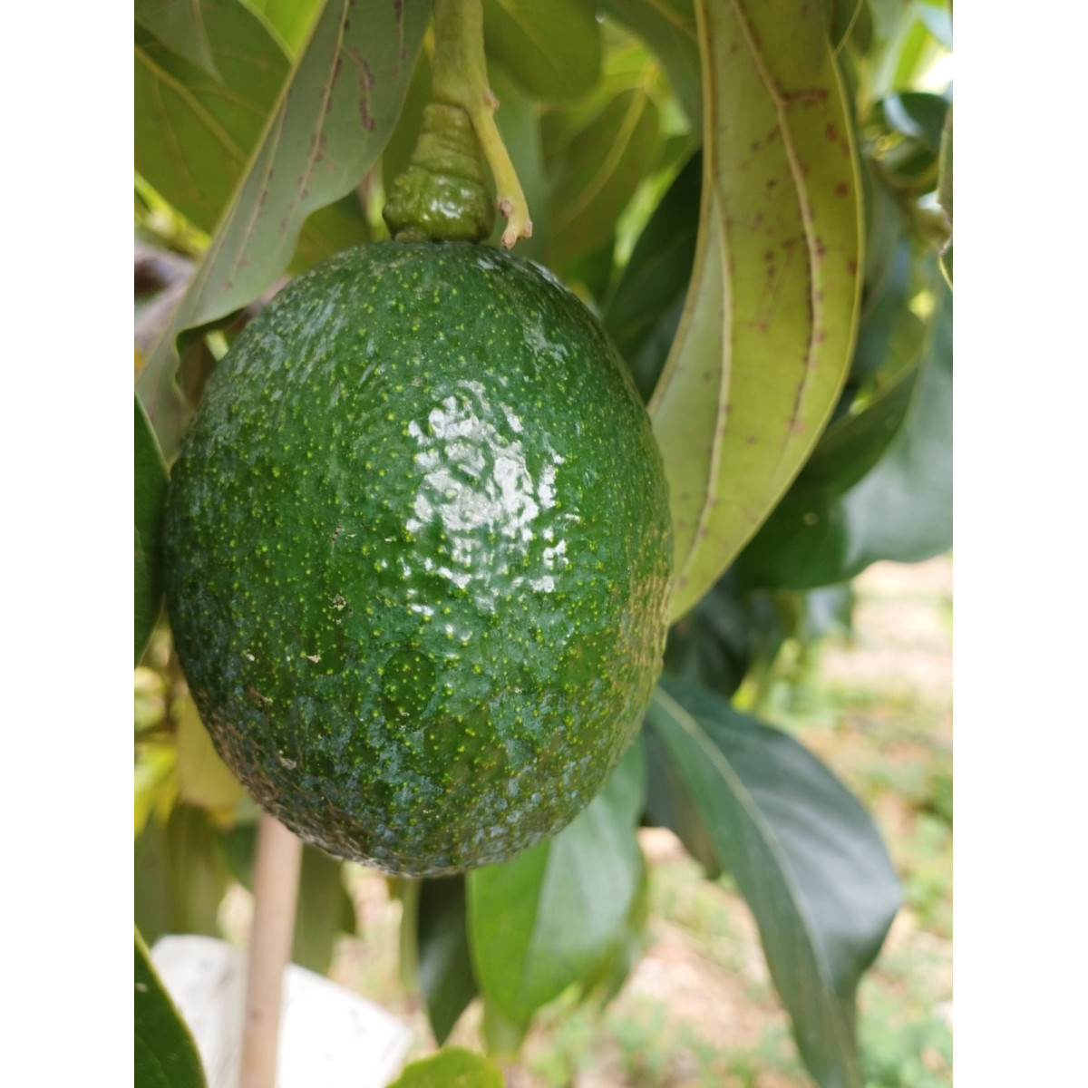 Avocatier Reed - Persea americana