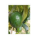 Avocatier Reed - Persea americana