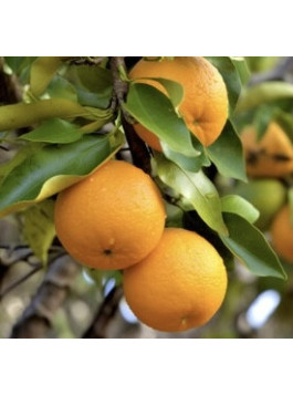 Bigaradier, Oranger amère. Citrus x aurantium var. amargo