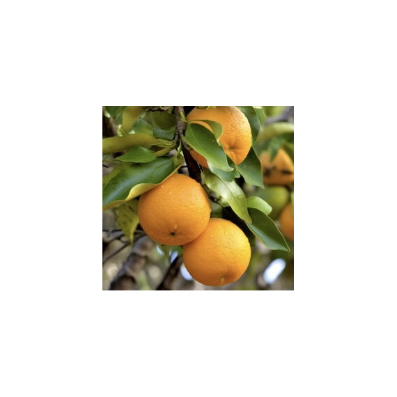 Bigaradier, Oranger amère. Citrus x aurantium var. amargo