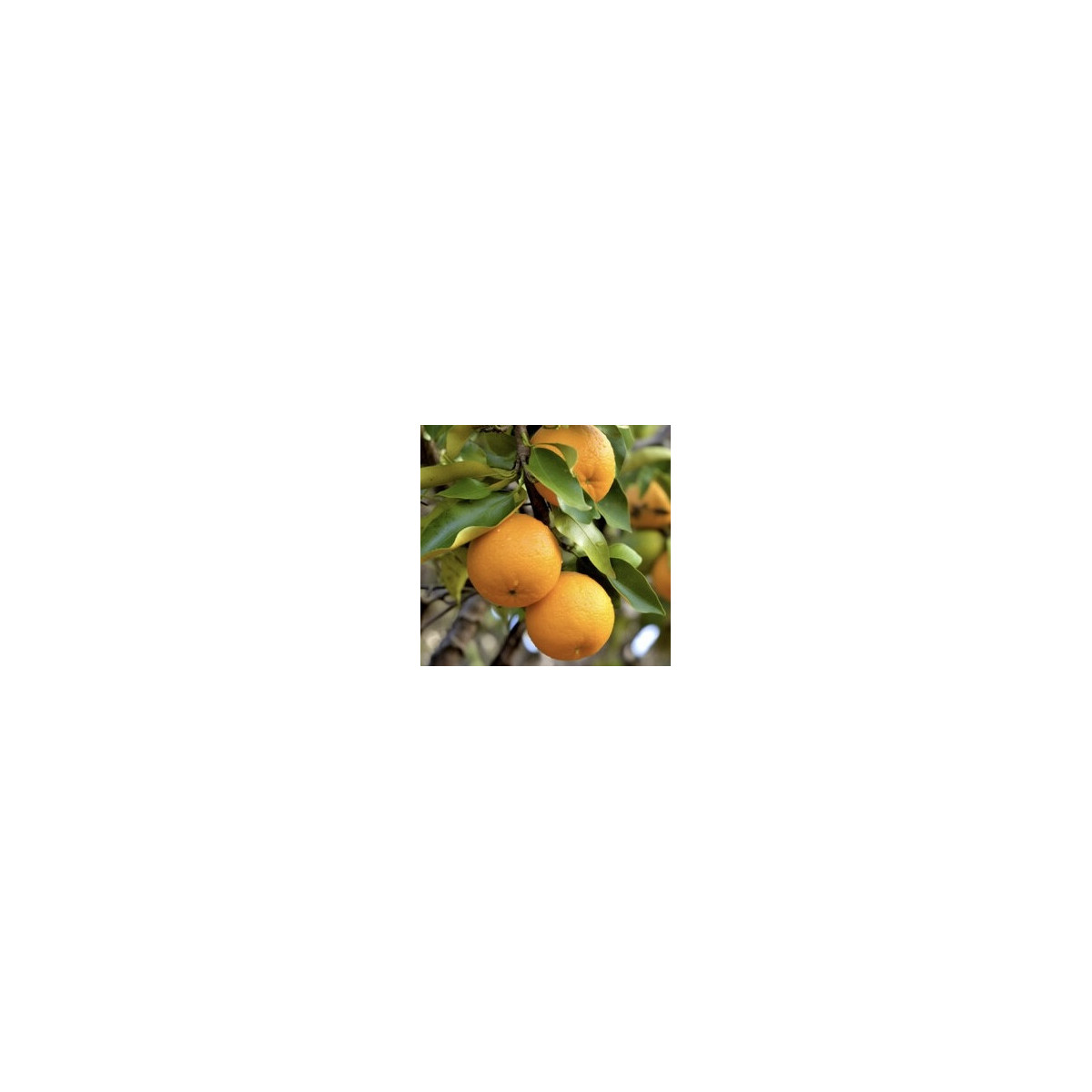 Bigaradier, Oranger amère. Citrus x aurantium var. amargo